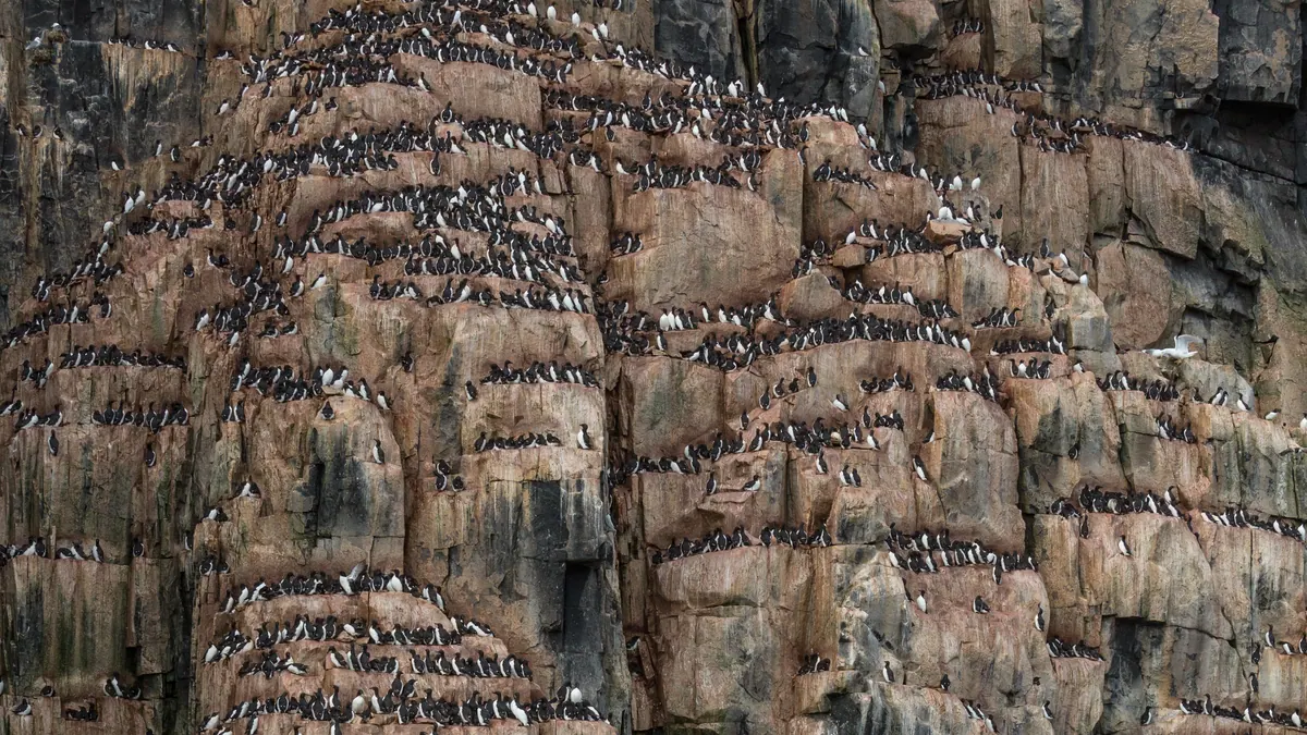 Brünnich's guillemots crowd the ledges of the Alkefjellet bird cliff in the Hinlopen Strait, Svalbard
