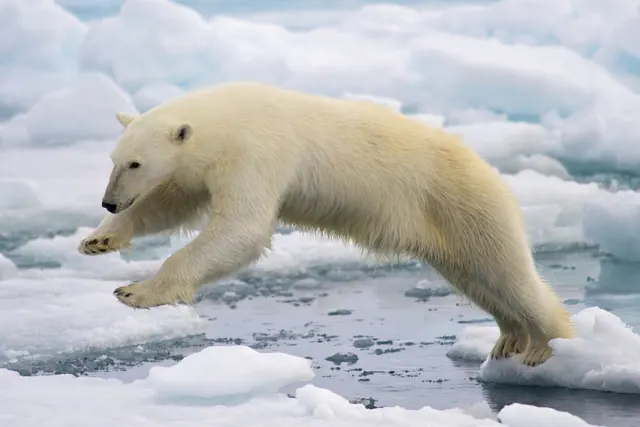 Polar bears