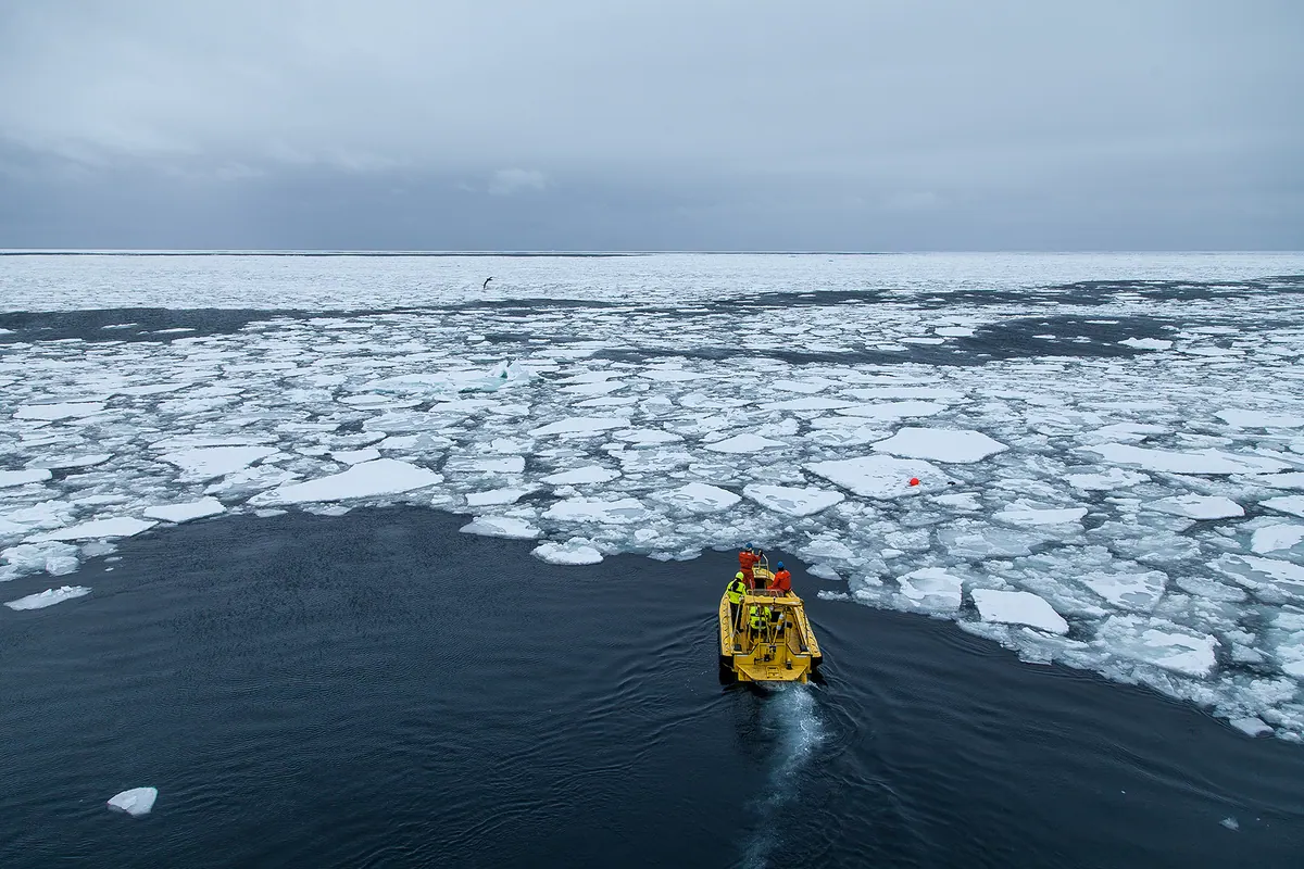 Broken drift ice in the Barents Sea is where Svalbard's polar bears hunt seals in summer