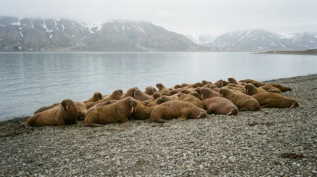 Svalbard in Summer: Tundra, Wildlife and the Midnight Sun